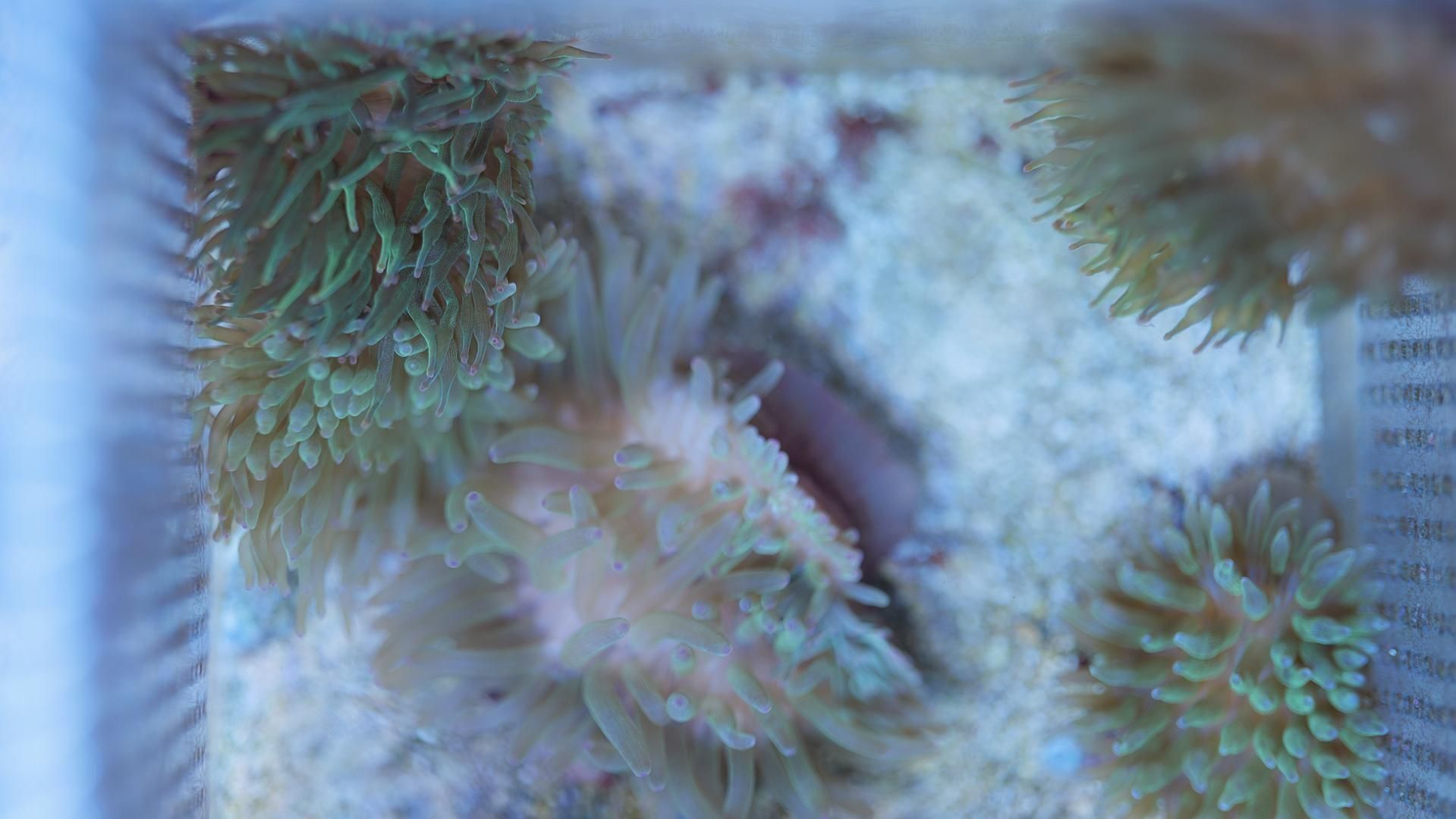 サンゴイソギンチャク (Bubble Rainbow) サンゴイソギンチャク - 海水魚・小型水槽・人工ライブロック