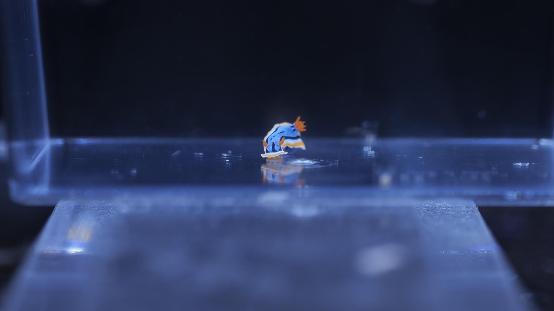 アンナウミウシ Sサイズ | 海の生き物 - REEF-TRIGGER