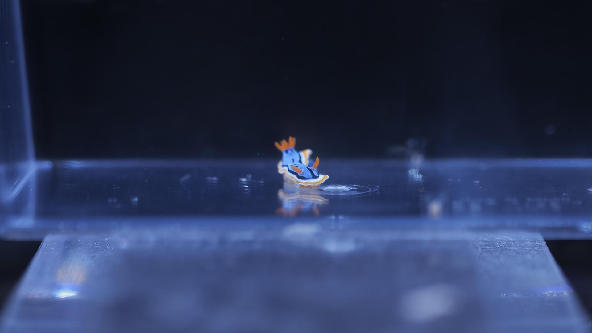 アンナウミウシ Sサイズ | 海の生き物 - REEF-TRIGGER