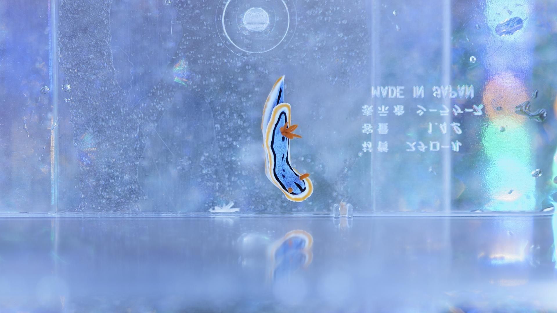 アンナウミウシ Sサイズ | 海の生き物 - REEF-TRIGGER