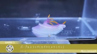 東熱　殺菌灯30w/50Hz(石英菅有りタイプ) 東熱 殺菌灯30w/50Hz(石英菅有りタイプ) 30W 東熱 ブルーライト