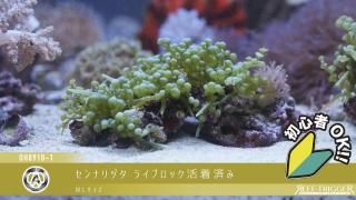 東熱ブルーライト15Ｗ(60hz) 紫外線殺菌灯 東熱 ブルーライト殺菌灯 【レヨンベールアクア】