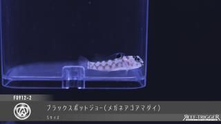 東熱ブルーライト15Ｗ(60hz) 紫外線殺菌灯 m70543675909_1.jpg?1744037263