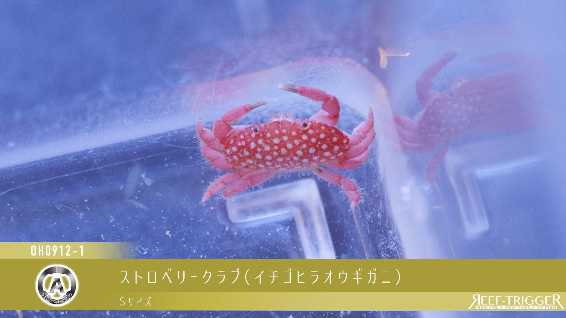【珊瑚】・バシリオ・リベリーノ 楽天市場】イタリア産赤珊瑚 ネックレス センター8.5ミリ 46