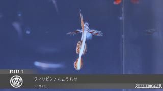ダムセル DS75-160 ナンヨウハギ　S 長期ストック/ナンヨウハギ MSサイズ - REEF-TRIGGER