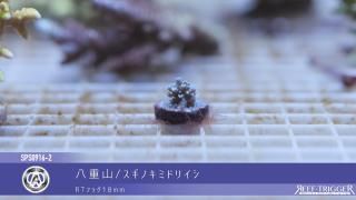15W 東熱 ブルーライト紫外線殺菌灯(石英管あり)[当店稼働中