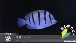 東熱ブルーライト15Ｗ(60hz) 紫外線殺菌灯 ブルーライト紫外線殺菌灯