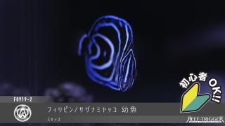 餌/フード/人工海水/吸着剤 - REEF-TRIGGER