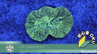 ライブロック REEF-TRIGGER ライブロック