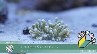 沖縄/ハチジョウタカラガイ(子安貝) MLサイズ - REEF-TRIGGER