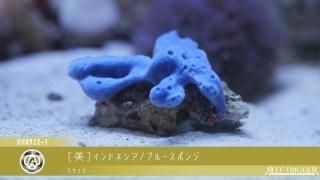 【美品！】ハイエンド水流ポンプ ZOOX リヴァイアサン5000 楽天市場】ZOOX リヴァイアサン 5000 サーキュレーター