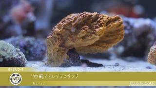 天然ライブロック　ビーフカツレツ 海水魚・小型水槽・人工ライブロック通販｜サーチライフクラフト