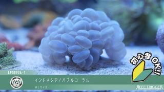 東熱　殺菌灯　石英管あり　30W 30W 東熱 ブルーライト紫外線殺菌灯(石英管あり)[当店稼働中