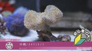 天然ライブロック　11〜12kg 天然ライブロック 11〜12kg 魚用品・水草