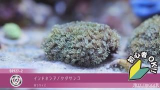 REEF-TRIGGER ライブロック