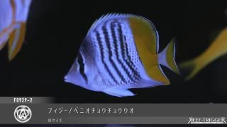 天然ライブロック　フライドポテト REEF-TRIGGER ライブロック