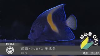 ウミキノコ　特大　±20 ウミキノコ特大±20