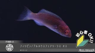 ビーター① カリブ ビーター① カリブ ビーター① カリブ