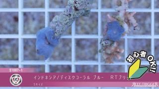 東熱ブルーライト15Ｗ(60hz) 紫外線殺菌灯 東芝 GL15 殺菌灯・殺菌ランプ 直管・スタータ形(15W形） を激安