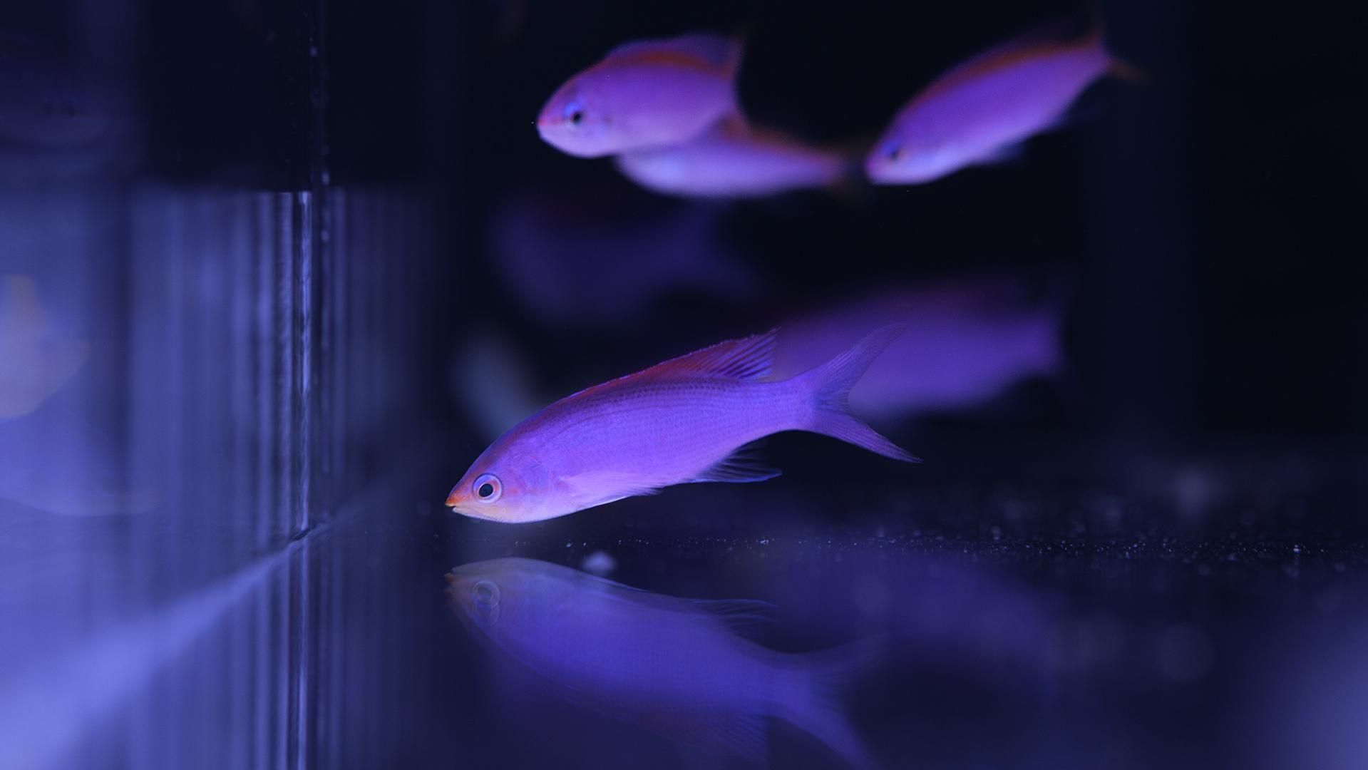 パープルクィーンアンティアス | Mサイズ - REEF-TRIGGER