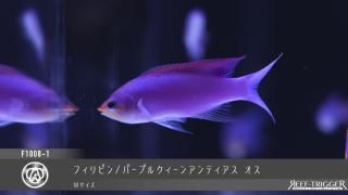 パープルクィーンアンティアス | Mサイズ - REEF-TRIGGER