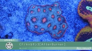 REEF-TRIGGER ライブロック