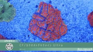 15W 東熱 ブルーライト紫外線殺菌灯(石英管あり)[当店稼働中] - REEF