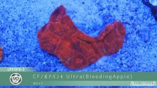 天然ライブロック　11〜12kg 天然ライブロック 11〜12kg