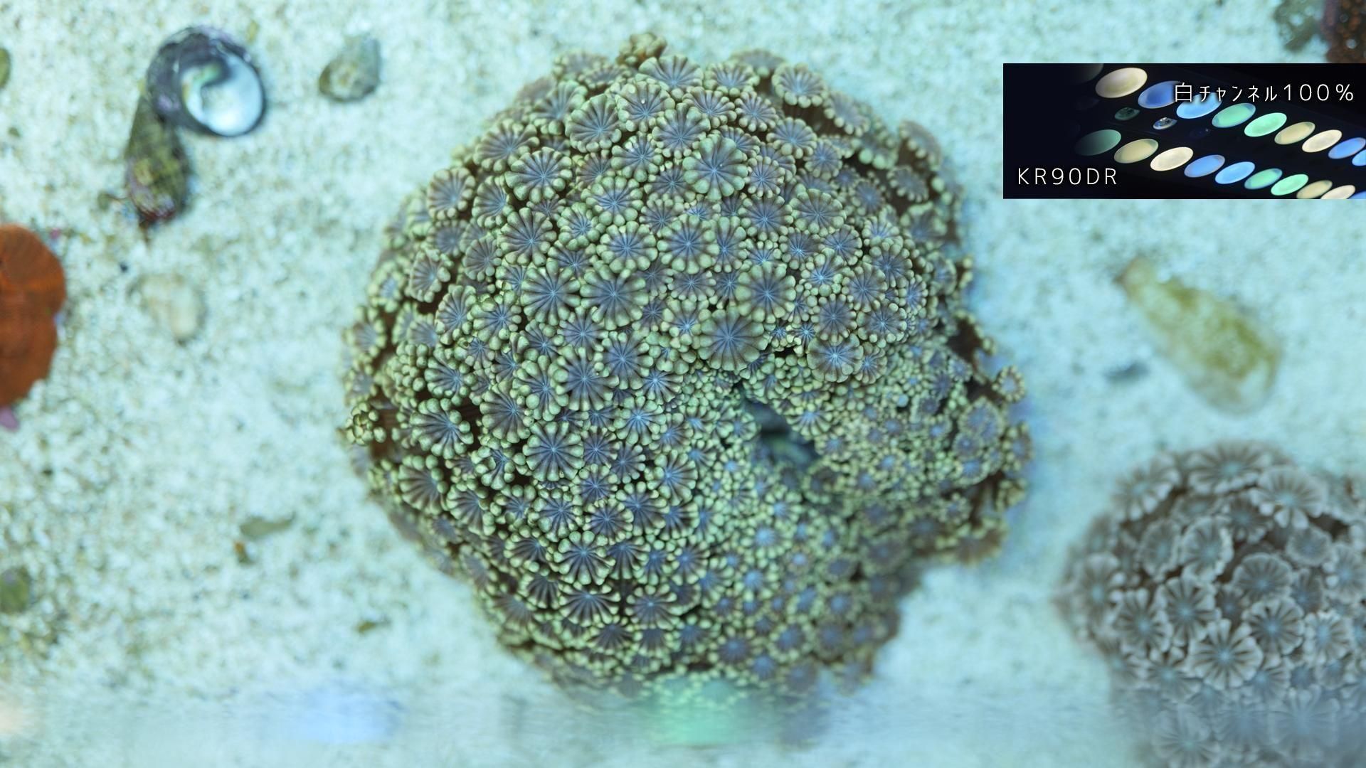 アワサンゴ Ultra Rainbow | MLサイズ - REEF-TRIGGER