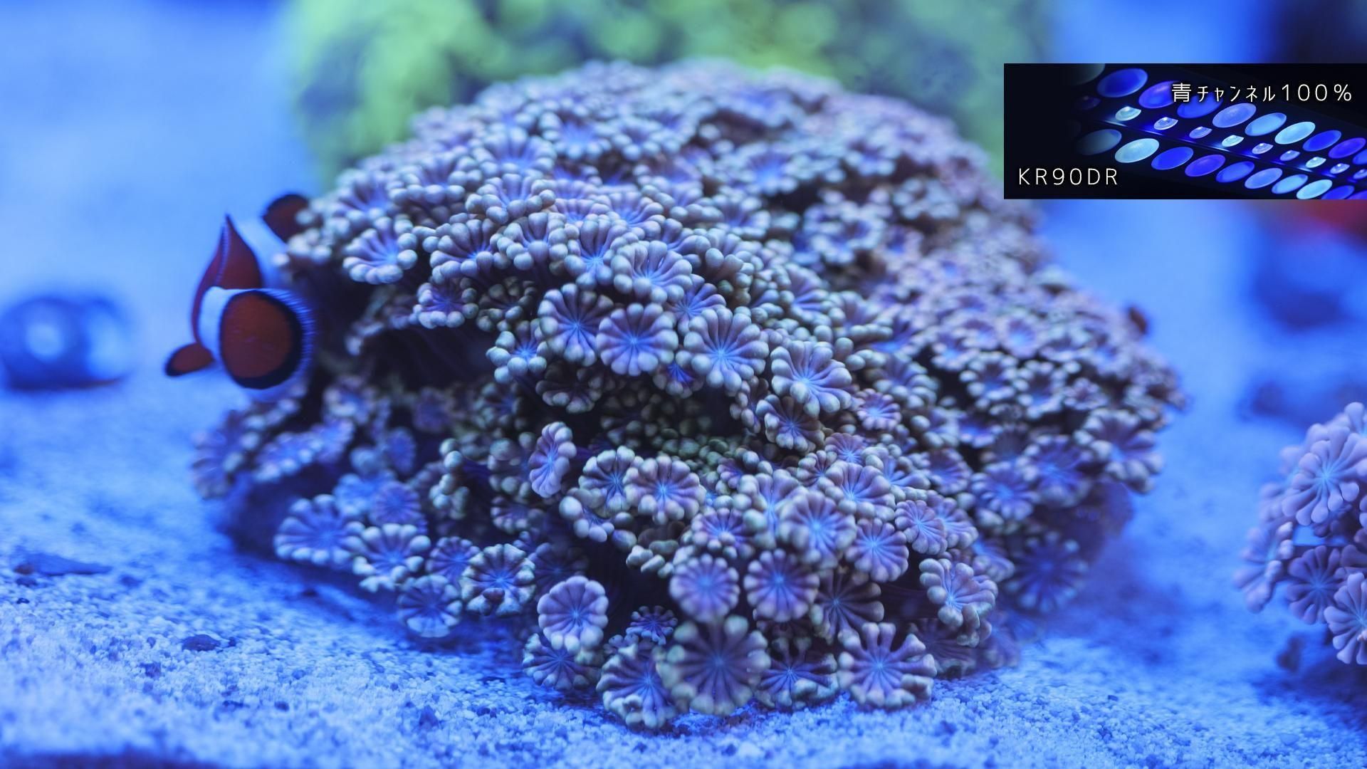 ちょこざいブレイン　アワサンゴ ちょこざいブレイン アワサンゴ Photo by エルパトちゃん