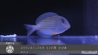 REEF-TRIGGER ライブロック