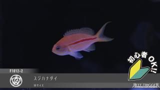 東熱ブルーライト15Ｗ(60hz) 紫外線殺菌灯 東熱 ブルーライト 紫外線殺菌灯 15W 60hz 良いお品です。お早目に