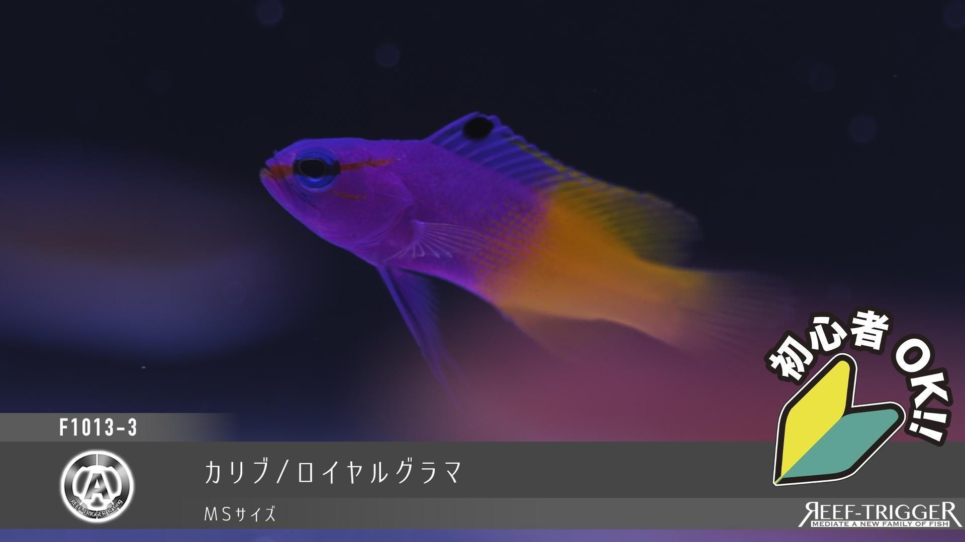 カリブ/ロイヤルグラマ | MSサイズ - REEF-TRIGGER