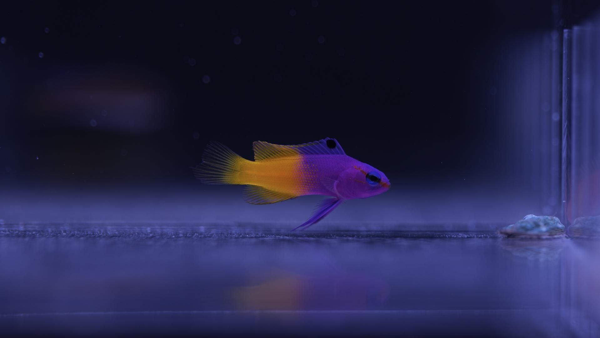 ビーター① カリブ ビーター② カリブ