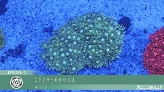 30W 東熱 ブルーライト紫外線殺菌灯(石英管あり)[当店稼働中