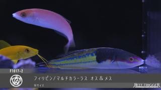 東熱ブルーライト15Ｗ(60hz) 紫外線殺菌灯 東熱ブルーライト15W(60hz) 紫外線殺菌灯 その他