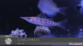 【最新モデル】スペクトラ SPECTRA SP200 SPECTRA スペクトラ SP200 [当店稼働中/波長アドバイスできます