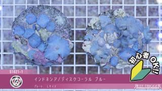 東熱ブルーライト15Ｗ(60hz) 紫外線殺菌灯 楽天市場】東 熱 殺菌 灯の通販