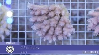 ライブロック約13×10cm 特大イソギンチャク付き ライブロック約13×10cm 特大イソギンチャク付き