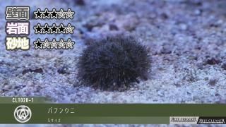 30W 東熱 ブルーライト紫外線殺菌灯(石英管あり)[当店稼働中] - REEF