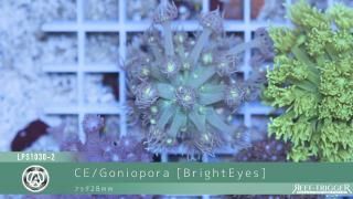 30W 東熱 ブルーライト紫外線殺菌灯(石英管あり)[当店稼働中