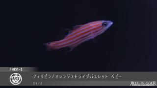 海水魚 オセレイトラスの飼育は難しい❔ニセモチノウオの中では高級魚