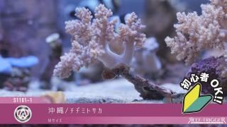 スターポリプ大 再販]スターポリプ マスター MSサイズ - REEF-TRIGGER