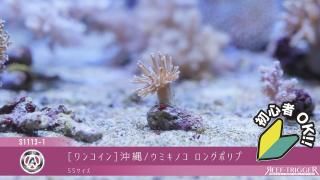 REEF-TRIGGER ライブロック