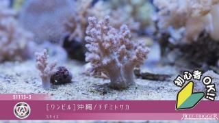 REEF-TRIGGER ライブロック