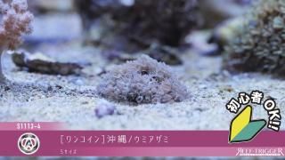 REEF-TRIGGER ライブロック