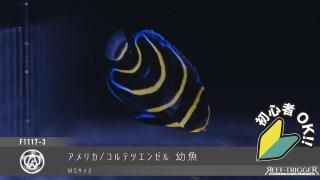 15W 東熱 ブルーライト紫外線殺菌灯(石英管あり)[当店稼働中] - REEF