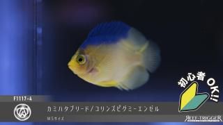 15W 東熱 ブルーライト紫外線殺菌灯(石英管あり)[当店稼働中] - REEF