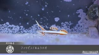 30W 東熱 ブルーライト紫外線殺菌灯(石英管あり)[当店稼働中] - REEF