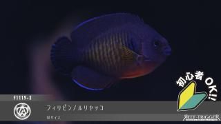 15W 東熱 ブルーライト紫外線殺菌灯(石英管あり)[当店稼働中] - REEF